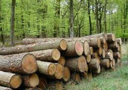 Deforestazione in Italia
