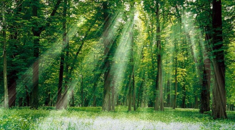 Foresta in cui filtra la luce tra gli alberi e illumina un prato