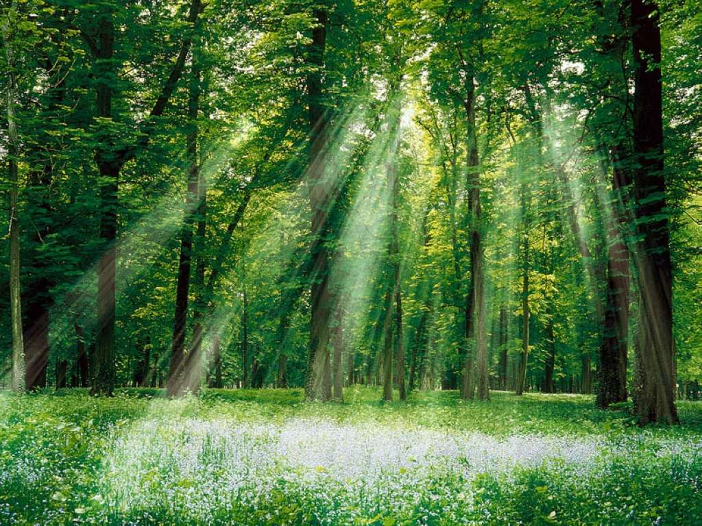 Foresta in cui filtra la luce tra gli alberi e illumina un prato