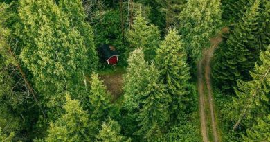 Foresta di legno sostenibile usato per l'industria